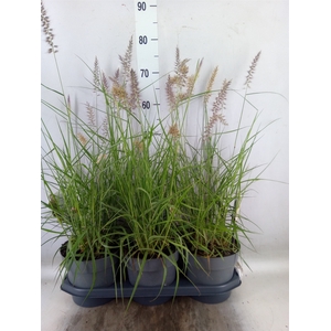 Pennisetum orientale