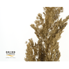 Dried Bleached Asparagus Retrofractus Golden
