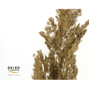 Dried Bleached Asparagus Retrofractus Golden