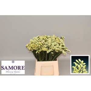 LIM S YELLO SUN BIRD