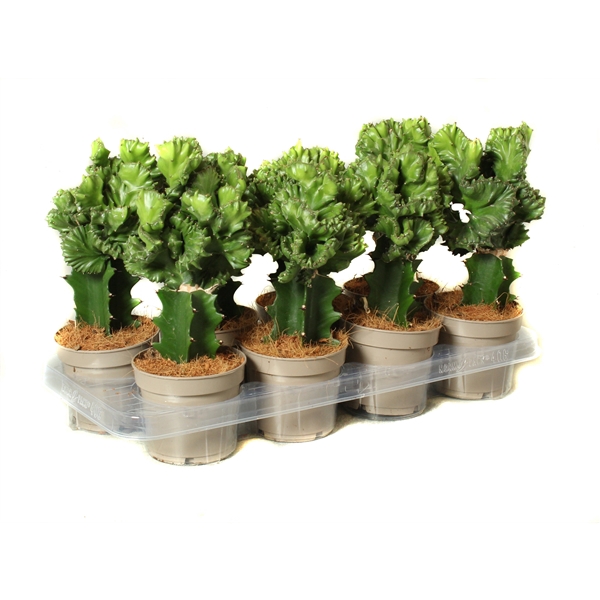 <h4>Euphorbia frankiana 12 cm</h4>