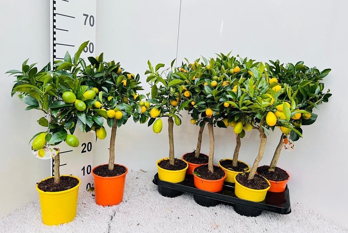 <h4>Citrus Mix-Tray 2 Var. on stem</h4>