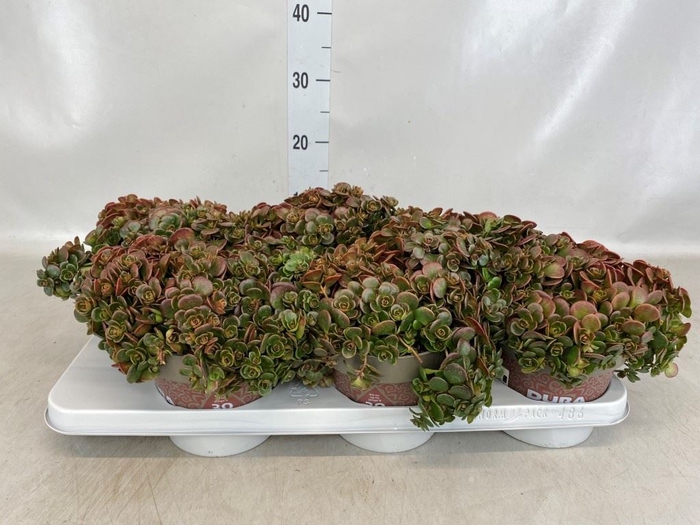 <h4>Sedum   ...</h4>