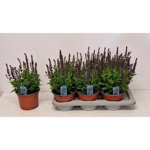 SALVIA NE OSTFRIESL