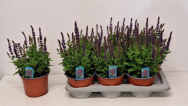 <h4>SALVIA NE OSTFRIESL</h4>