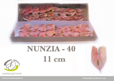 <h4>Anthurium Nunzia</h4>