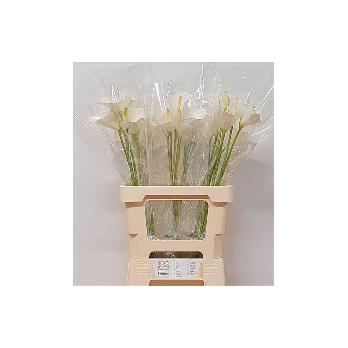 <h4>Anth A Whisper</h4>