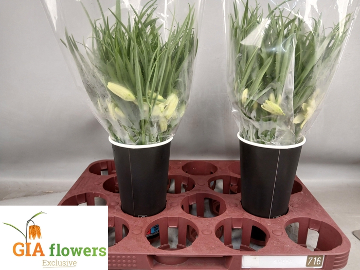 <h4>FRIT MELEAGRIS ALBA</h4>