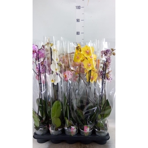 Phalaenopsis   ...mix  5