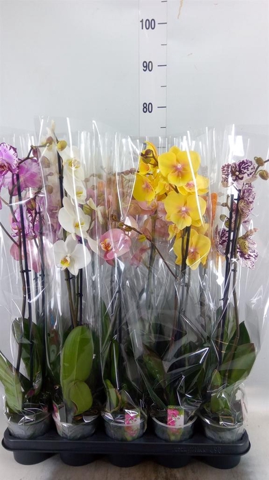 <h4>Phalaenopsis   ...mix  5</h4>
