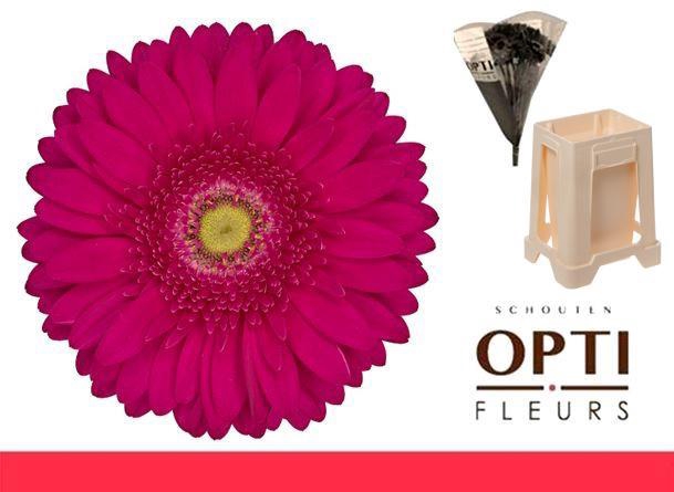 <h4>Gerbera Riley Water</h4>