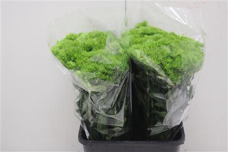 <h4>Di Barb Green Wicky</h4>