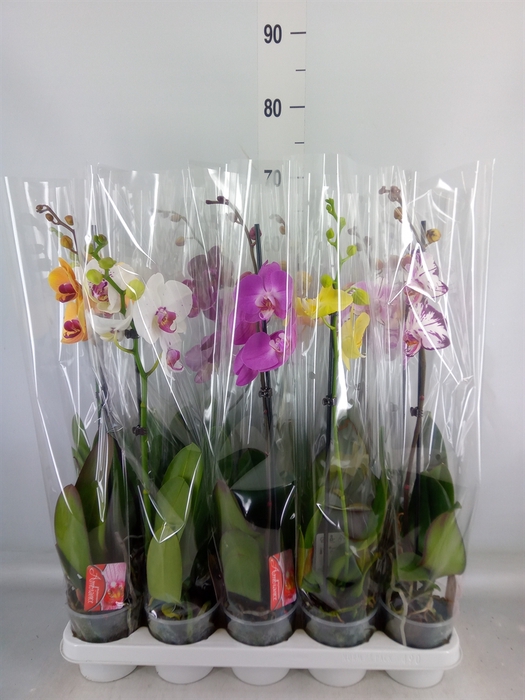 <h4>Phalaenopsis   ...mix</h4>