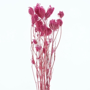 Dried Finocchio Cerise P Bunch