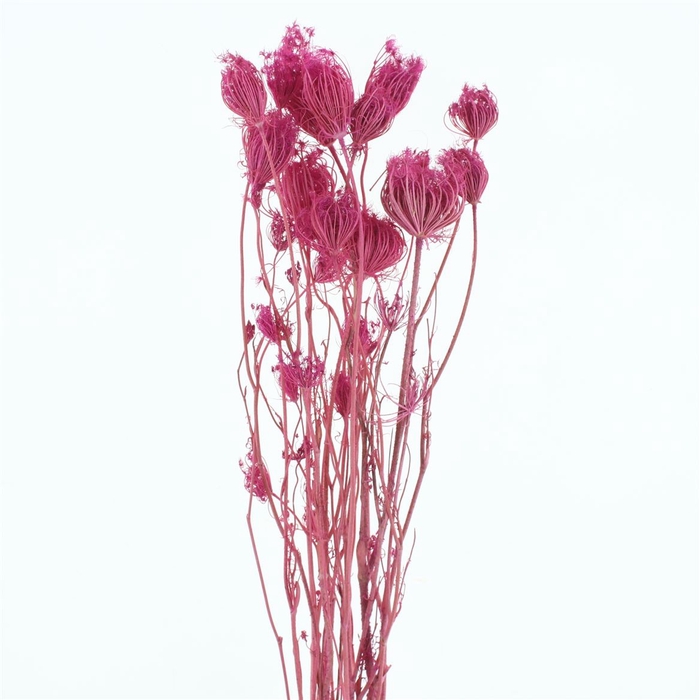 <h4>Dried Finocchio Cerise P Bunch</h4>