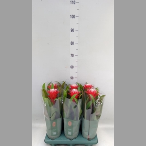 Guzmania  'Hope'