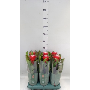 Guzmania  'Hope'