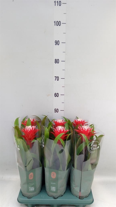 <h4>Guzmania  'Hope'</h4>