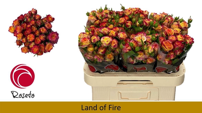 <h4>R Tr Land Of Fire</h4>