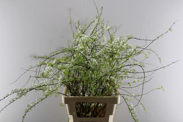 <h4>Spir C Grefsheim</h4>