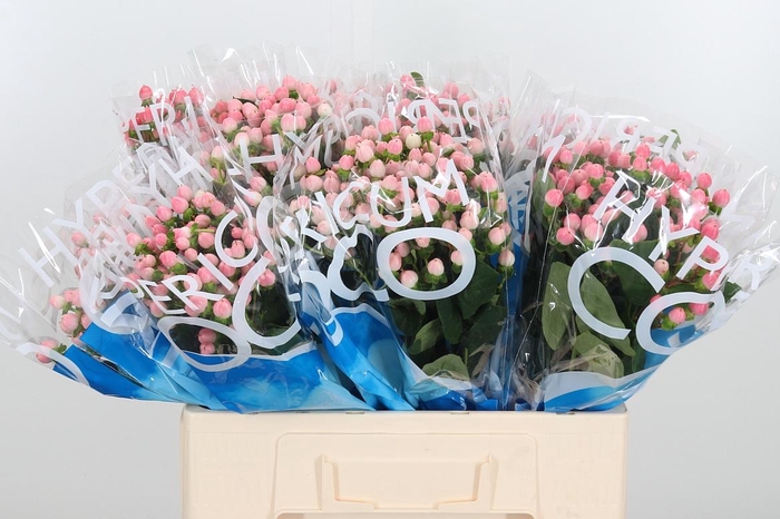 <h4>Hyp Coco Casino</h4>