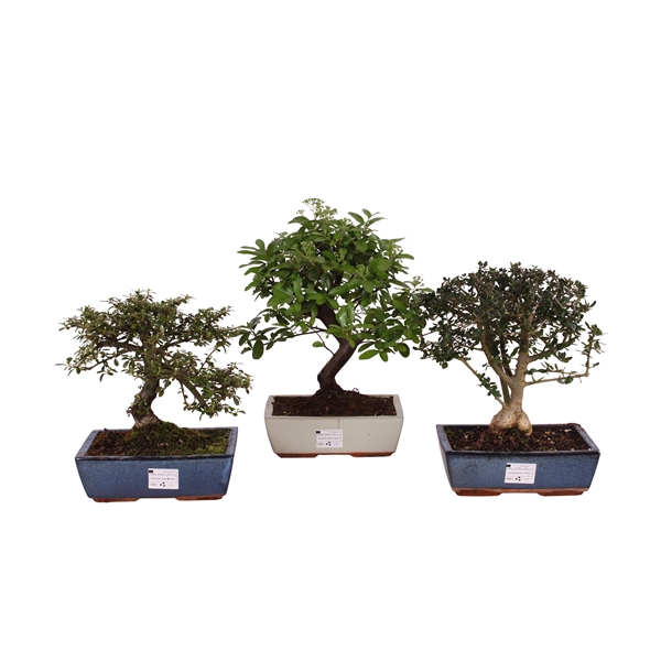 <h4>Bonsai Outdoor Deluxe ø25cm</h4>