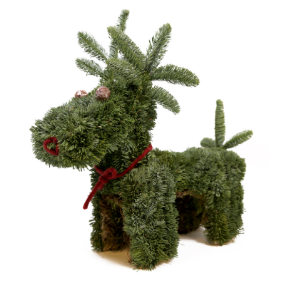 <h4>RENDIER NOBILIS</h4>