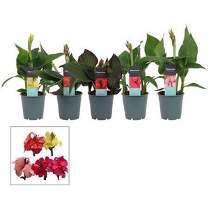 Canna Cannova Gem