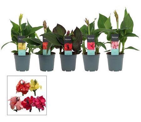 <h4>Canna Cannova Gem</h4>