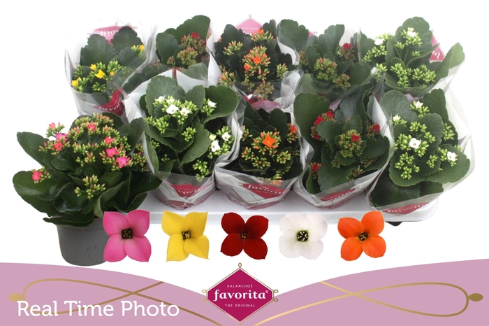 <h4>KAL EN GEM 5 KL</h4>