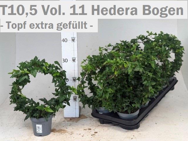 <h4>HED HE OV BONT</h4>