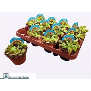 Dionaea Muscipula