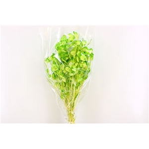 Dried Lunaria L Green Bunch Poly