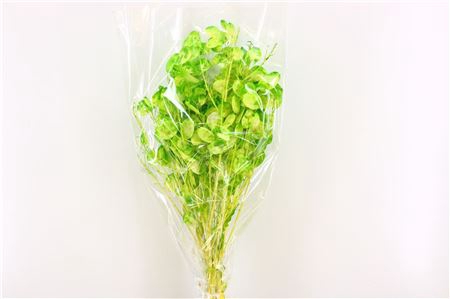 <h4>Dried Lunaria L Green Bunch Poly</h4>