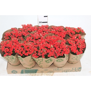 KALANCHOE DOBRADO P11 VERMELHO