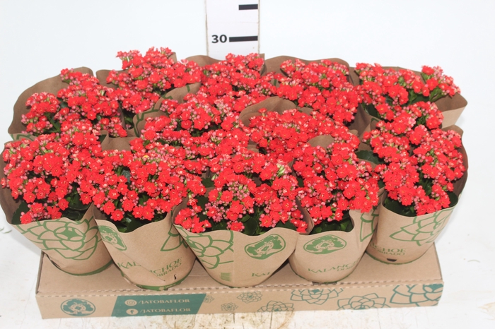 KALANCHOE DOBRADO P11 VERMELHO