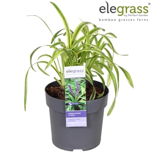 Liriope muscari 'Variegata' P14