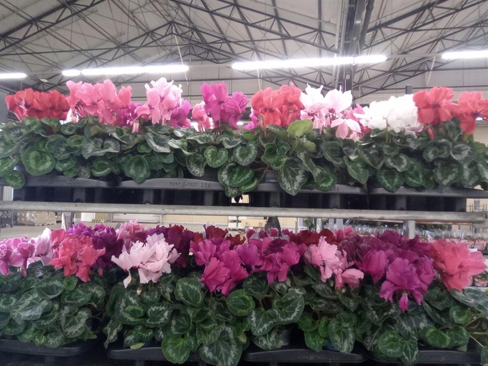 <h4>Cyclamen GR 'Halios Curly'</h4>
