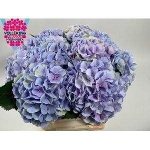 <h4>HYDR M CH VERENA BL</h4>