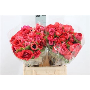 Anemoon Carillon Red Double