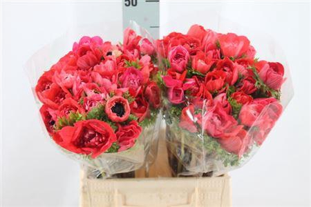 <h4>Anemoon Carillon Red Double</h4>