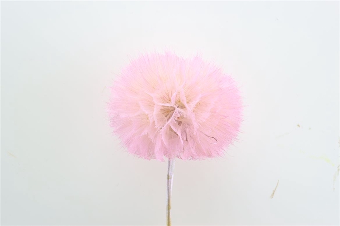 Pres Puste Flower Baby Satin Pink