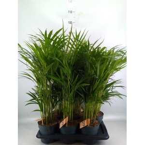DYPSIS LUTESCENS   ...CHRYSALIDOCA