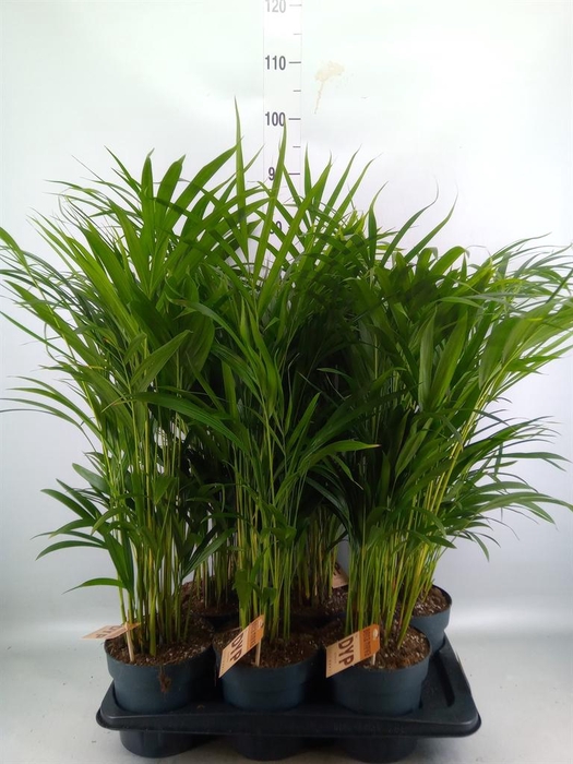 <h4>DYPSIS LUTESCENS   ...CHRYSALIDOCA</h4>