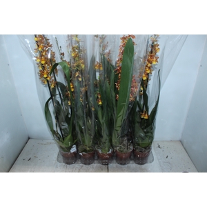 ORQUIDEA CATATANTE P12 VARIADO