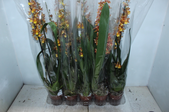 <h4>ORQUIDEA CATATANTE P12 VARIADO</h4>