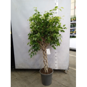 Ficus benja.   ...