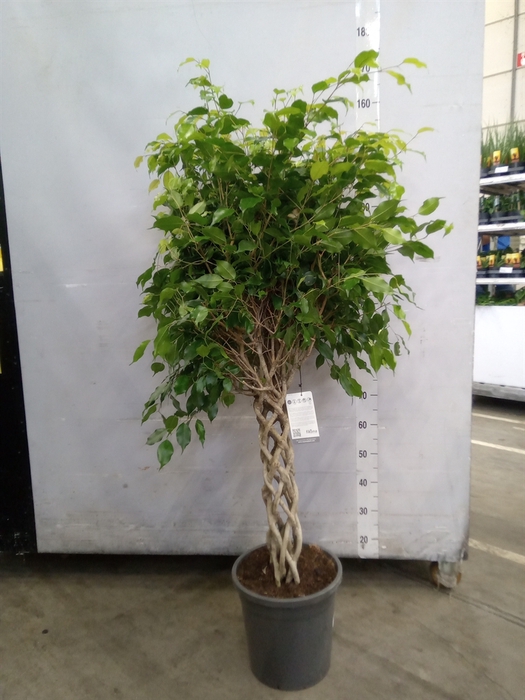 <h4>Ficus benja.   ...</h4>
