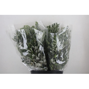 Pittosp Ralphi Leaves 200gr P Bunch
