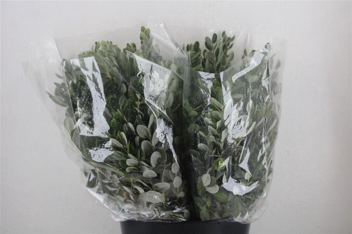 <h4>Pittosp Ralphi Leaves 200gr P Bunch</h4>